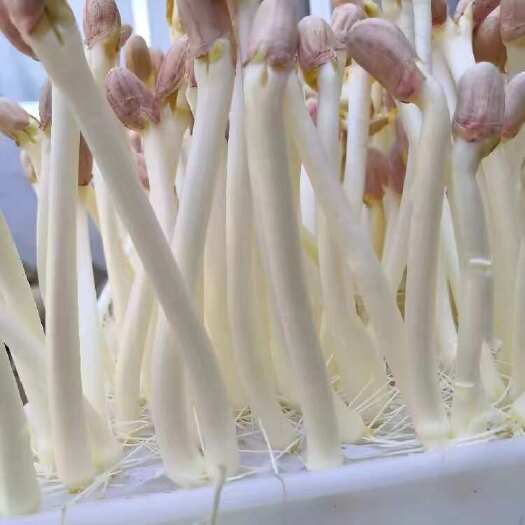 商河县菜之初富氧水培花生芽