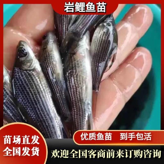 重庆市岩鲤鱼苗，基地孵化，无病无伤，抗病生长快，存活率高，规模养殖