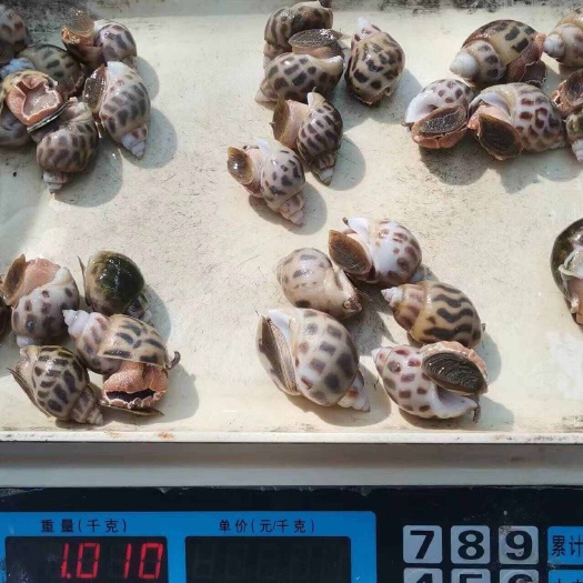  东风螺