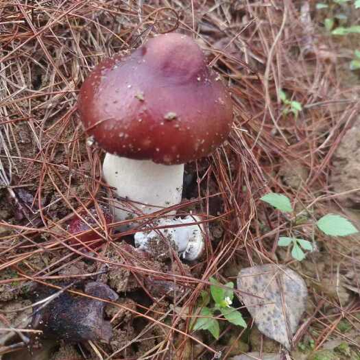 凌云县赤松茸