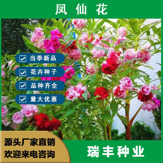 东海县凤仙花种子庭院花种籽子开花室外阳台公园绿化指甲花种子花卉种子