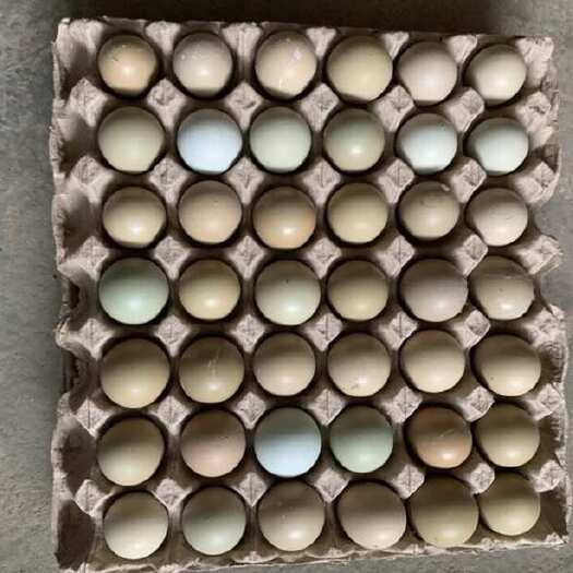 商河县山鸡蛋 七彩山鸡蛋  量大优惠