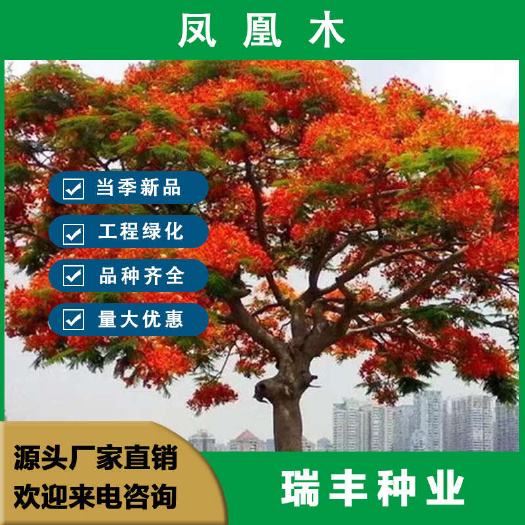 东海县凤凰木种子凤凰木树种当年新采凤凰木树籽树种优质新种林木种子
