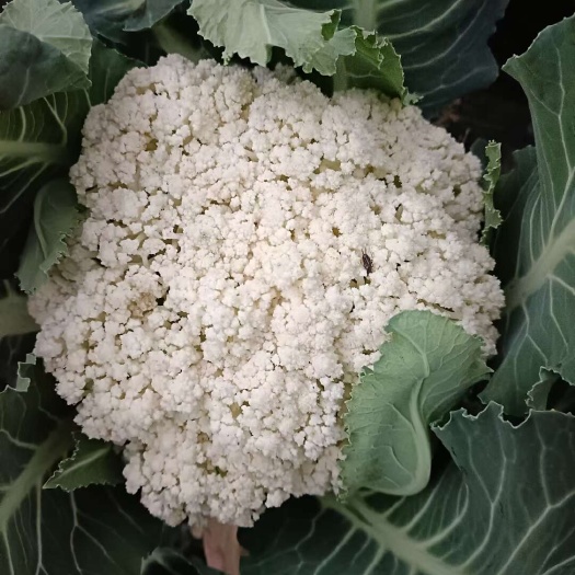 凤冈县白花菜花