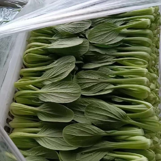  上海青