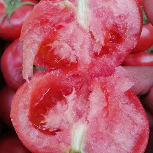 乌鲁木齐水果西红柿 西红柿，新鲜西红柿