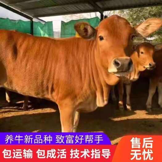 杞县长年出售杂交肉牛苗活体，西门塔尔牛苗活体
