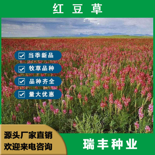 红豆草种子驴食豆草籽高蛋白耐寒牧草紫花豆科绿肥蜜源多年生植物