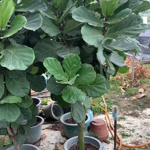 琴叶榕又称大琴叶榕，琴叶橡皮树，提琴叶榕