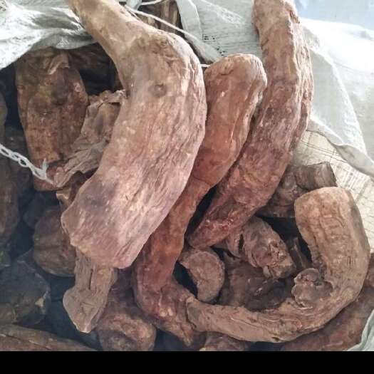 宕昌县大黄   精品马蹄统货    两年产