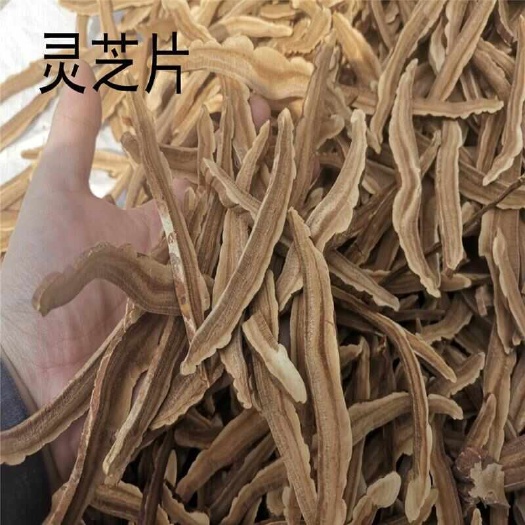 亳州灵芝片  正品紫灵芝片