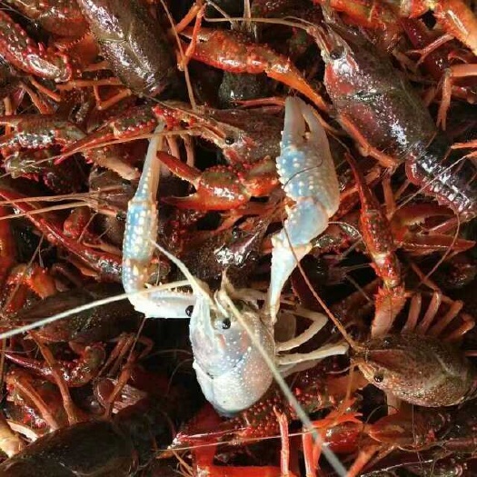 信阳小龙虾