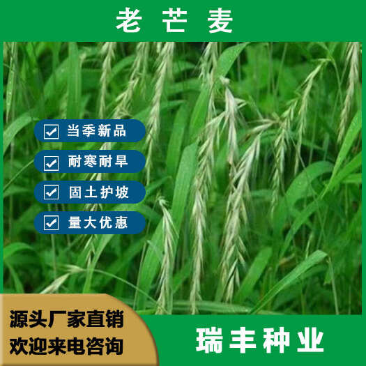 东海县老芒麦种子 固土护坡饲用养殖牧草多年生园林绿化生态修复草籽