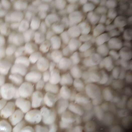 贺州马蹄