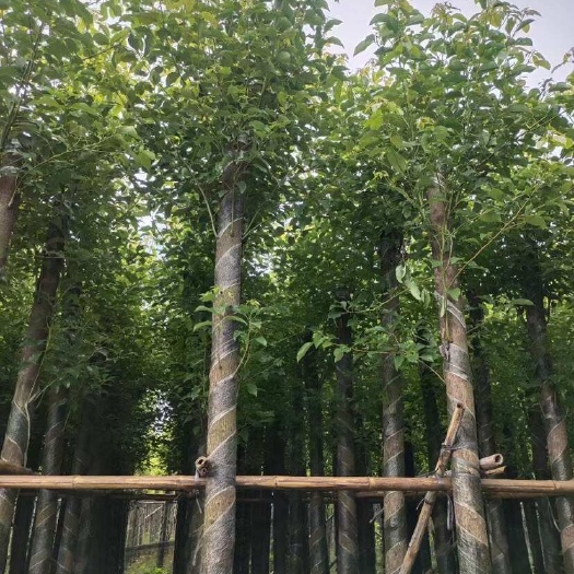 揭阳香樟5～25公分光杆基地直销 规格齐全 欢迎老板来电咨询合作