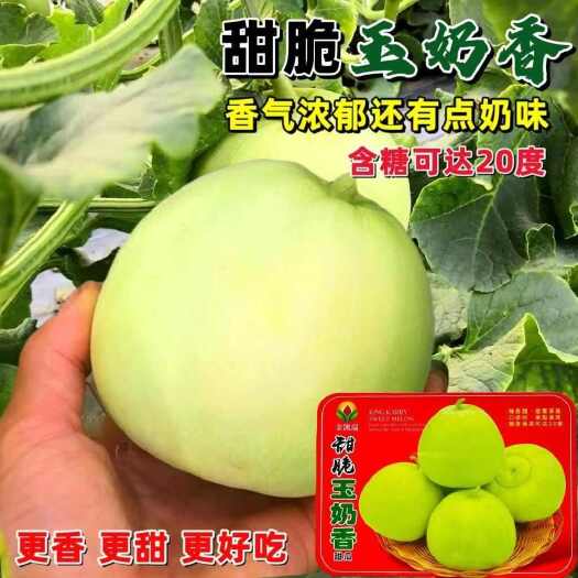 沭阳县金凯瑞甜脆玉奶香甜瓜种子,早中熟果实端整含糖20度左右极