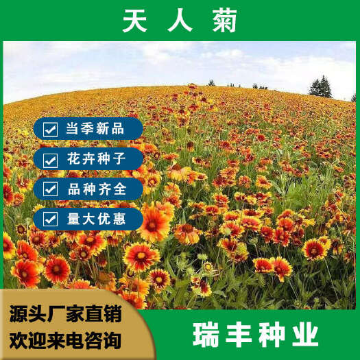 东海县天人菊多年生宿根种子耐寒鲜花园林景观绿化花卉园艺种籽庭院阳台