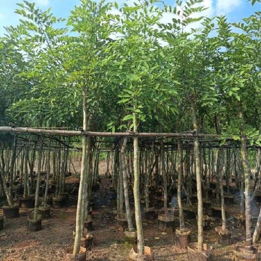 腊肠树 （骨架苗）（养冠苗）2～20公分