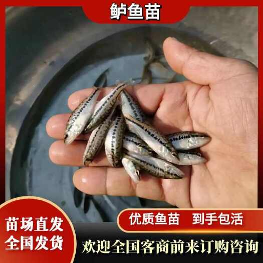 重庆市鲈鱼苗，基地孵化，无病无伤，抗病生长快，存活率高，规模养殖