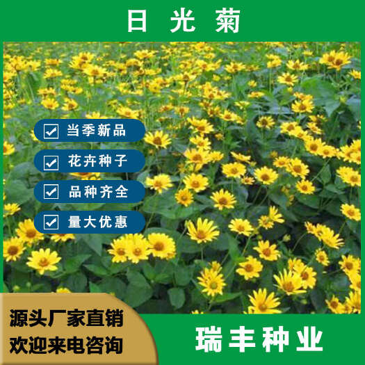 东海县日光菊种子多年生赛菊芋庭院花籽阳台盆栽园艺花卉春秋播种花种子