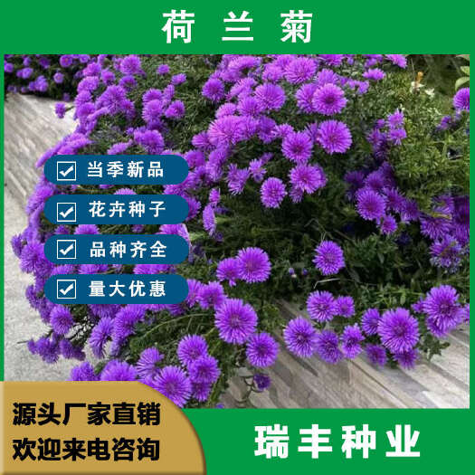 东海县荷兰菊花种子 庭院花海公园绿化矮型多年生耐寒花卉种子批发