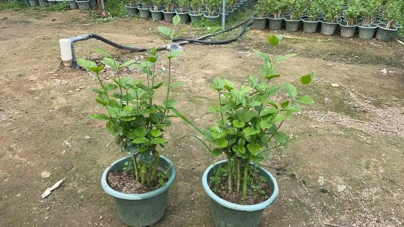 茉莉花，女孩花，