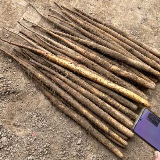 定兴县双棒山药