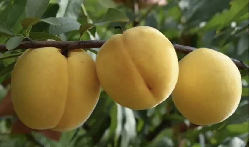 枣庄黄桃