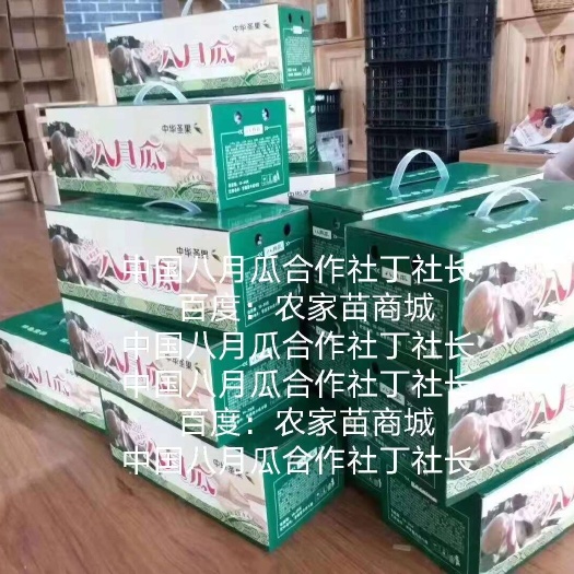 无籽八月瓜水果苗 八月瓜合作社丁社长全国推广 送苗种植包收