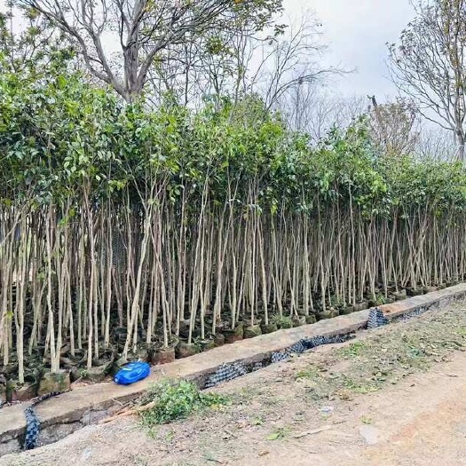 揭阳沉香树 大量供应：5～15公分袋苗直销 规格齐全 量大价优