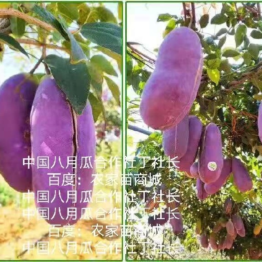 钟祥市九月黄金蕉苗 八月炸苗 两年大苗  包回收无籽八月瓜水果苗