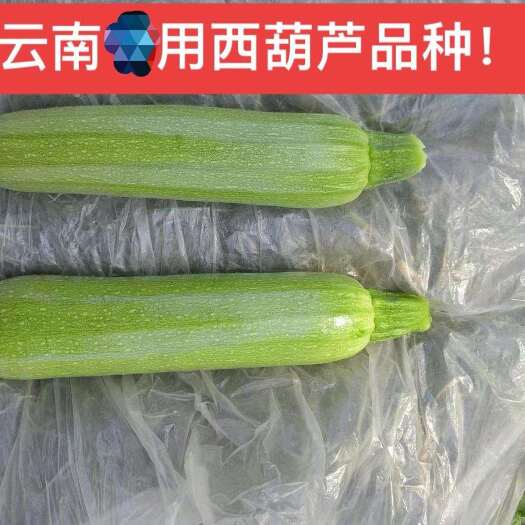 夏邑县凯瑞特西葫芦种子