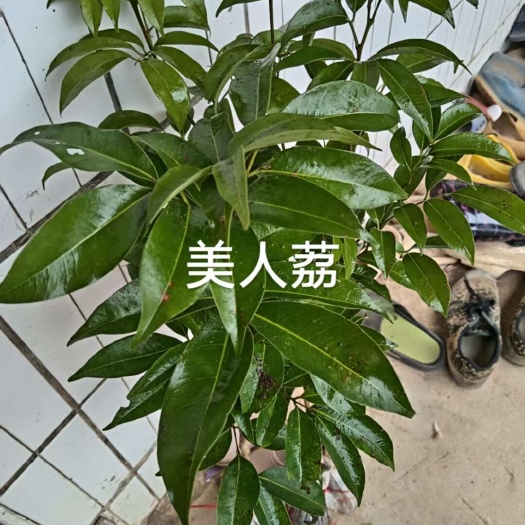 灵山县荔枝王苗
