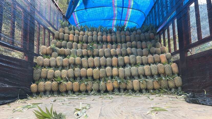 屏边县香水菠萝