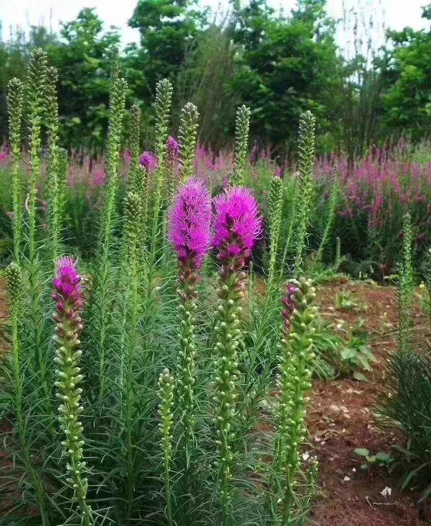 蛇鞭菊种子蛇鞭草花种子庭院绿化景观阳台盆栽花籽多年生宿根耐寒