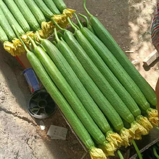 东海县鲜花丝瓜