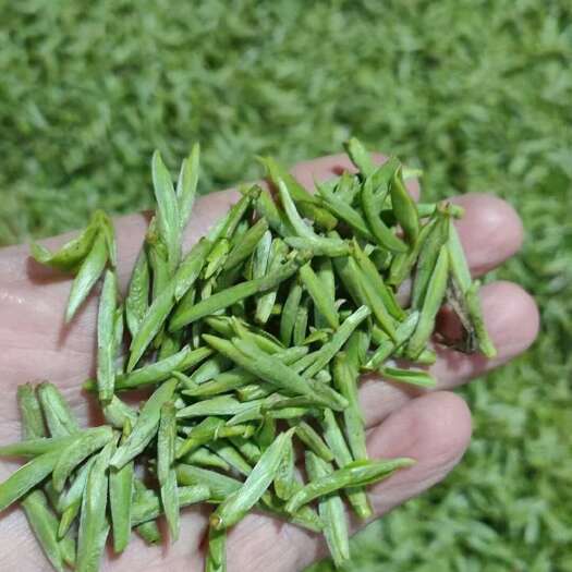  龙顶茶