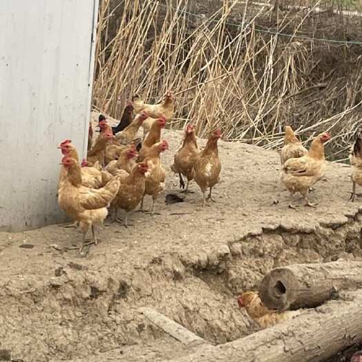 监利市土鸡