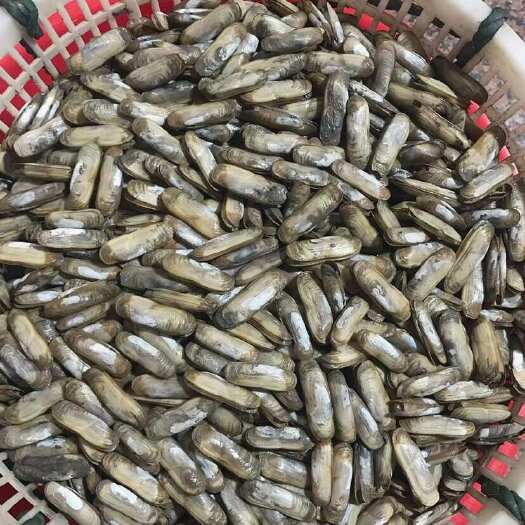 晋江市鲜活蛏子蛏王海蛏子新鲜海鲜大蛏子