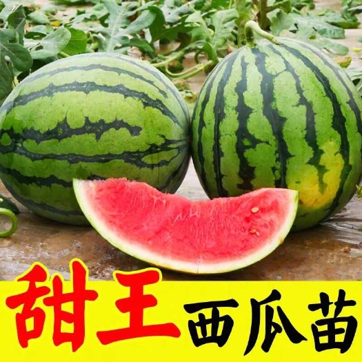 宿州甜王精品西瓜苗带土发货