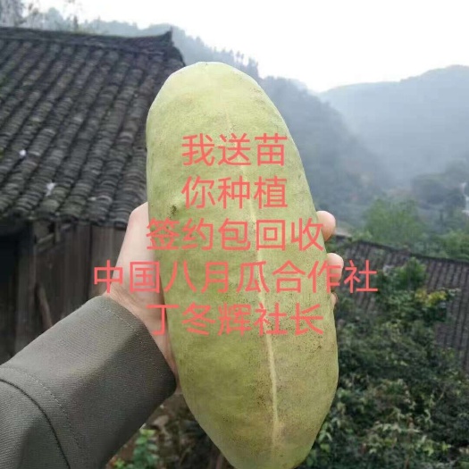无籽八月瓜水果苗 八月瓜合作社丁社长全国推广 送苗种植