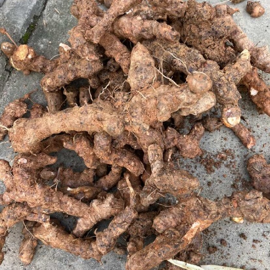 贺州土茯苓，中土