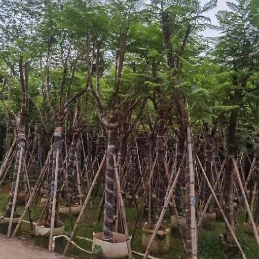 揭阳蓝花楹骨架苗 大量供应（10-20公分）量大价优