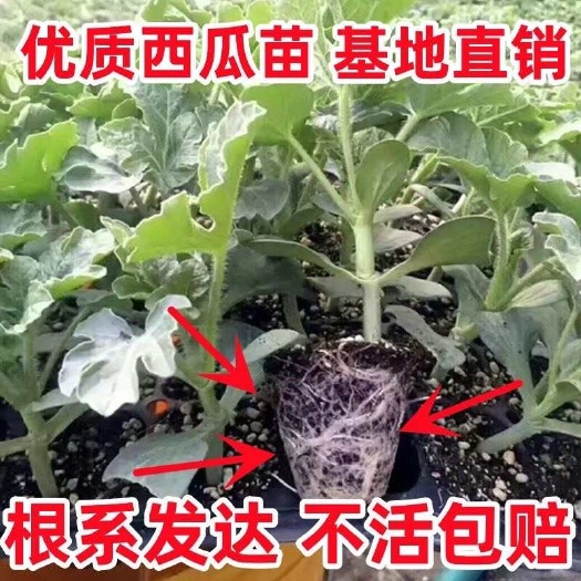西瓜苗