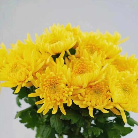 新沂市鲜花新鲜鲜花鲜菊花鲜白菊花黄菊花养花花束批发江苏基地直发