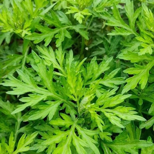 韶关艾草  艾叶