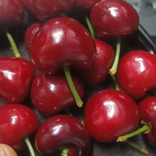瓦房店市大连美早樱桃