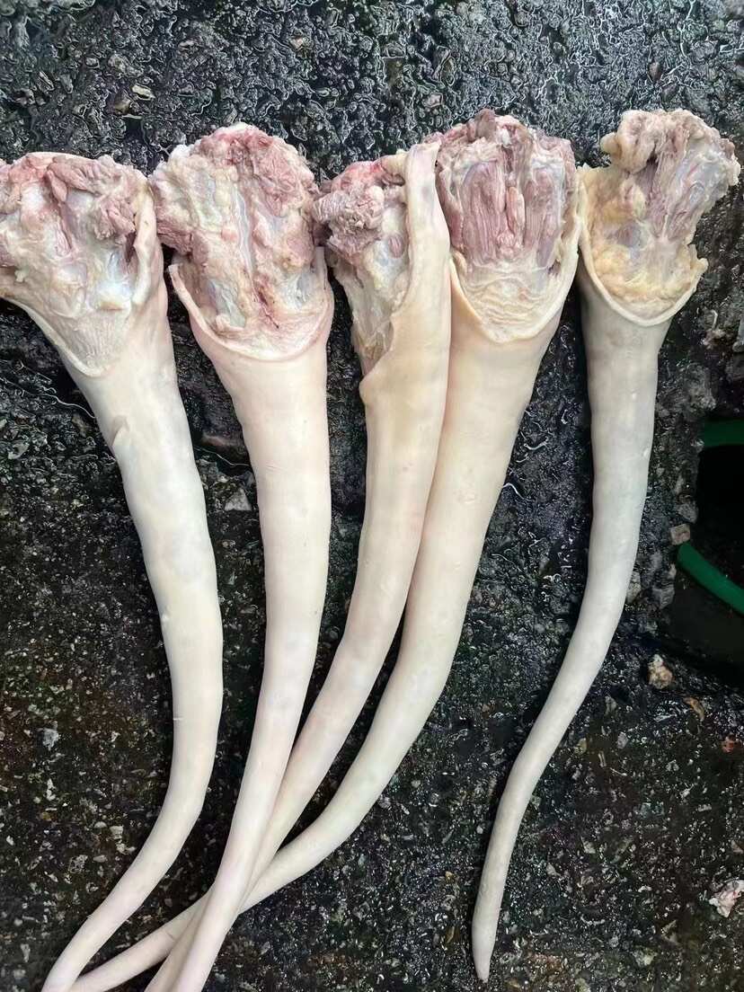 黄牛牛尾巴