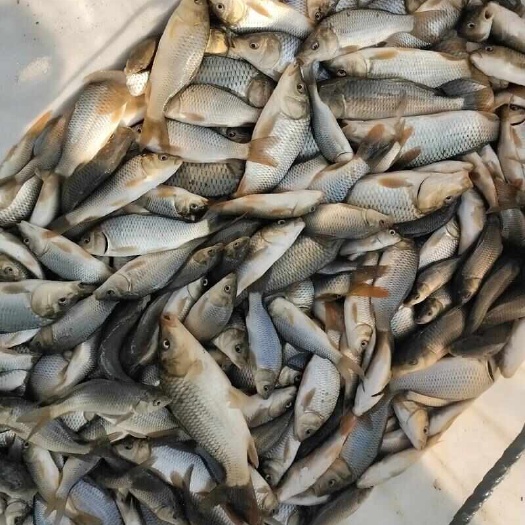 养殖场直销批发鲤鱼苗