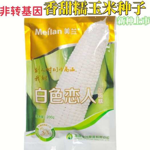 白色恋人甜糯玉米 美玉糯11号 正品早熟耐热抗病优质甜玉米种